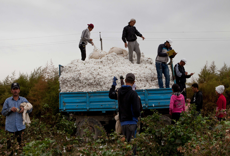 Cotton workers - Photo Anti-Slavery International